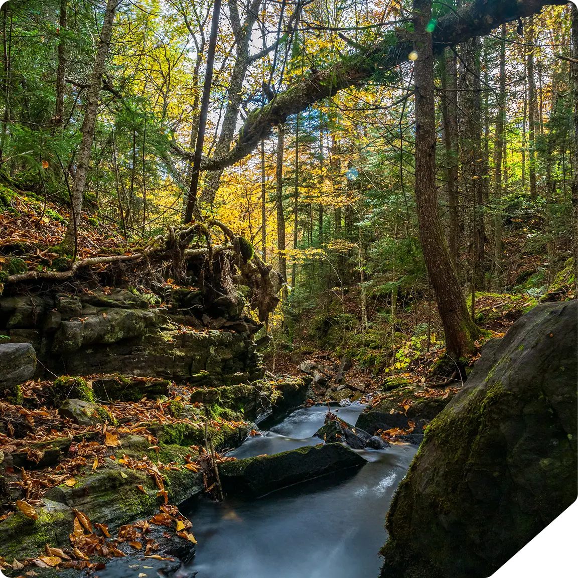 forest (1)