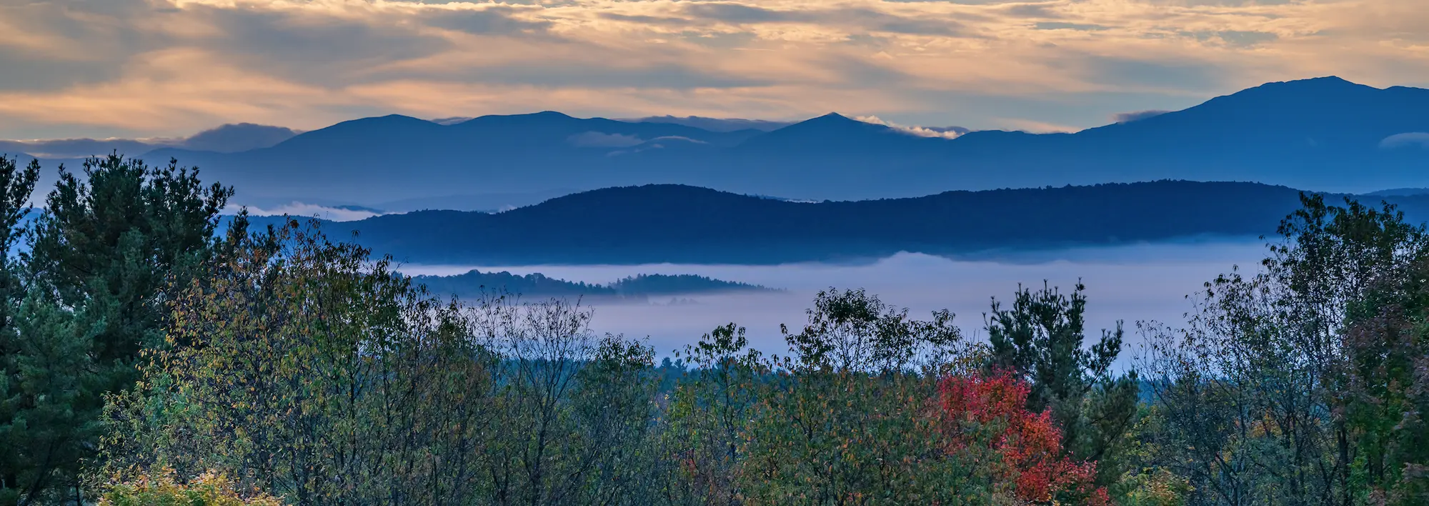 Forest and Mountain