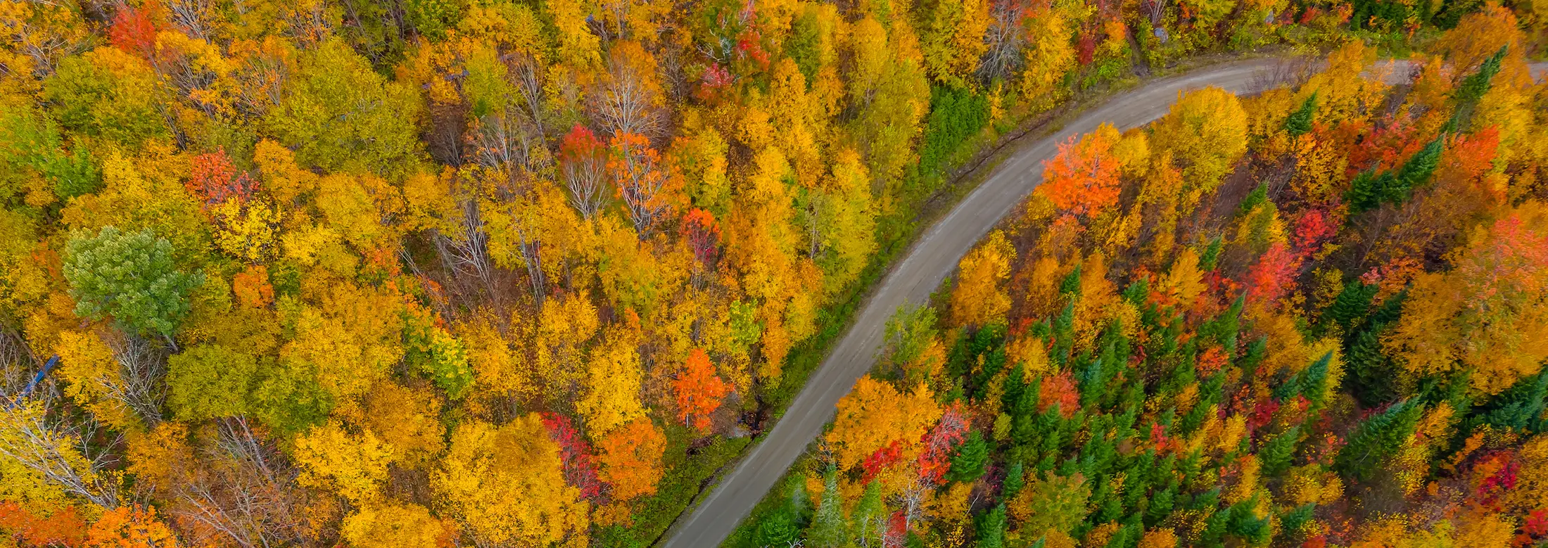 forest-road