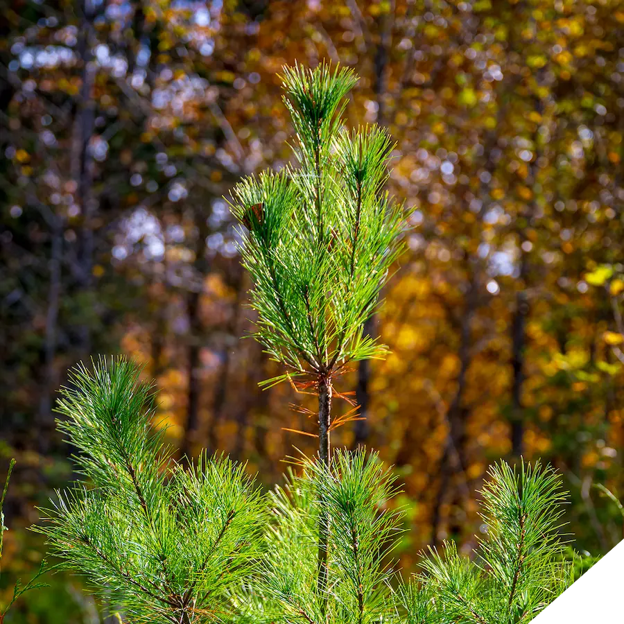 pine-tree