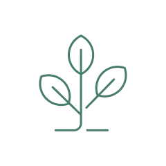plant-treetop
