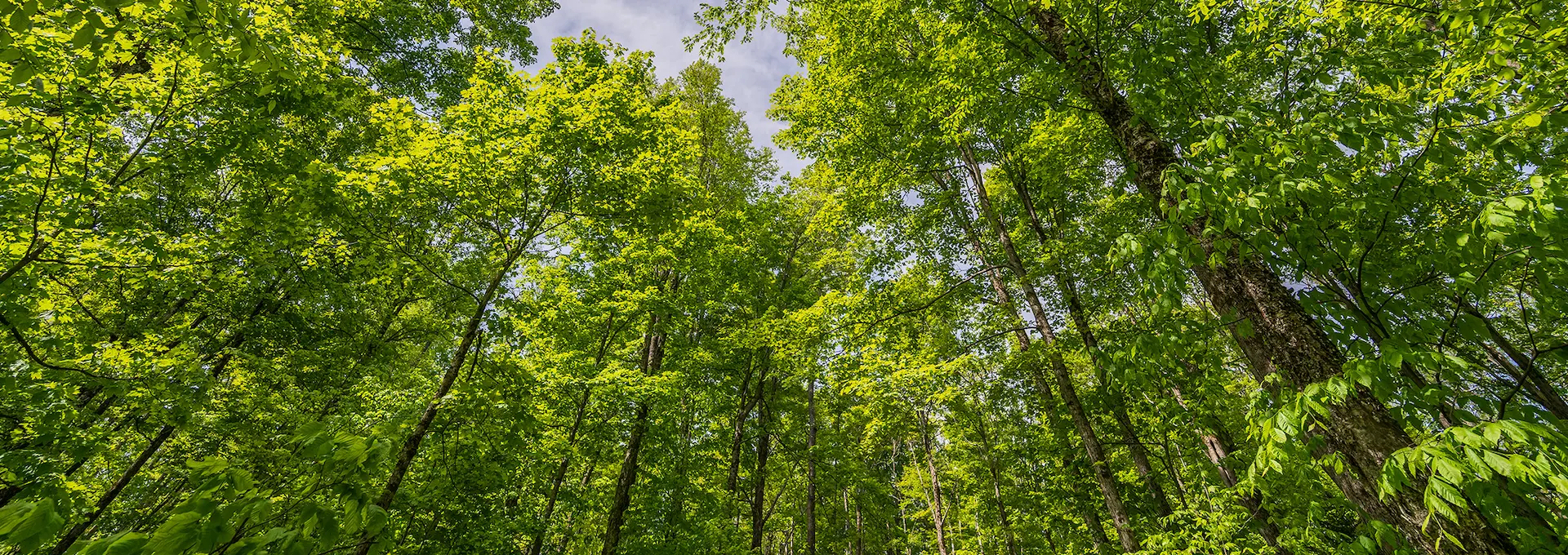 Forestry-Resources-hero